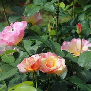 Сортове рози с описания, имена и снимки