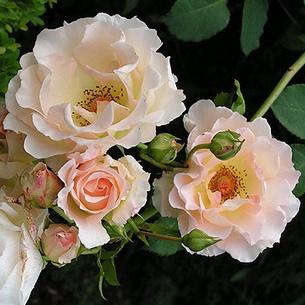 Сортове рози с описания, имена и снимки