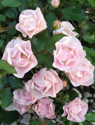 Миниатюрни рози: описание на сортовете и правилното подрязване