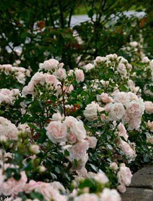 Миниатюрни рози: описание на сортовете и правилното подрязване