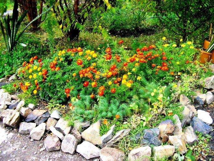 Цветни лехи със собствените си ръце: избор на растения, цветя и декорация на цветни лехи