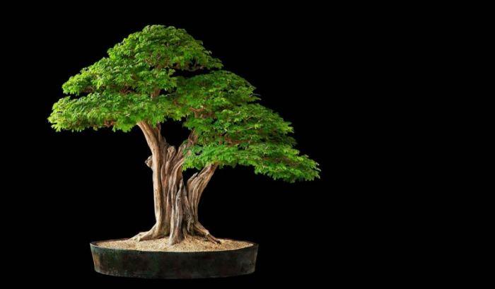 Бонсай дърво: 165 снимки на дървесни видове, функции за отглеждане и съвети за грижа