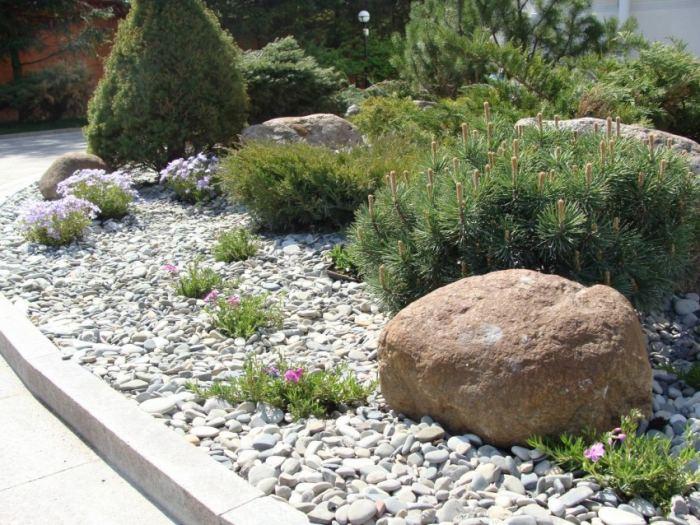 Иглолистни растения за градината - създаване на композиции и правила за грижа за иглите