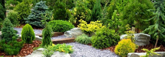 Иглолистни растения за градината - създаване на композиции и правила за грижа за иглите