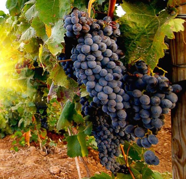 Разсад на грозде: технология за отглеждане на лозя и съвети за грижа за гроздето