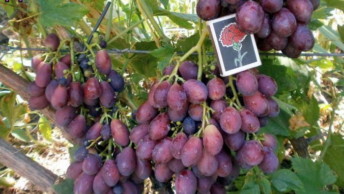 Разсад на грозде: технология за отглеждане на лозя и съвети за грижа за гроздето