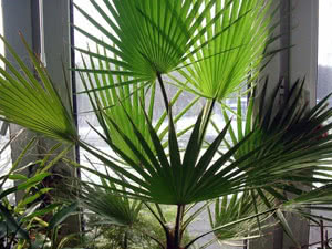 Как да отгледате палма от семена. Размножаване на палмово дърво чрез разделяне на храста