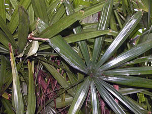 Как да отгледате палма от семена. Размножаване на палмово дърво чрез разделяне на храста